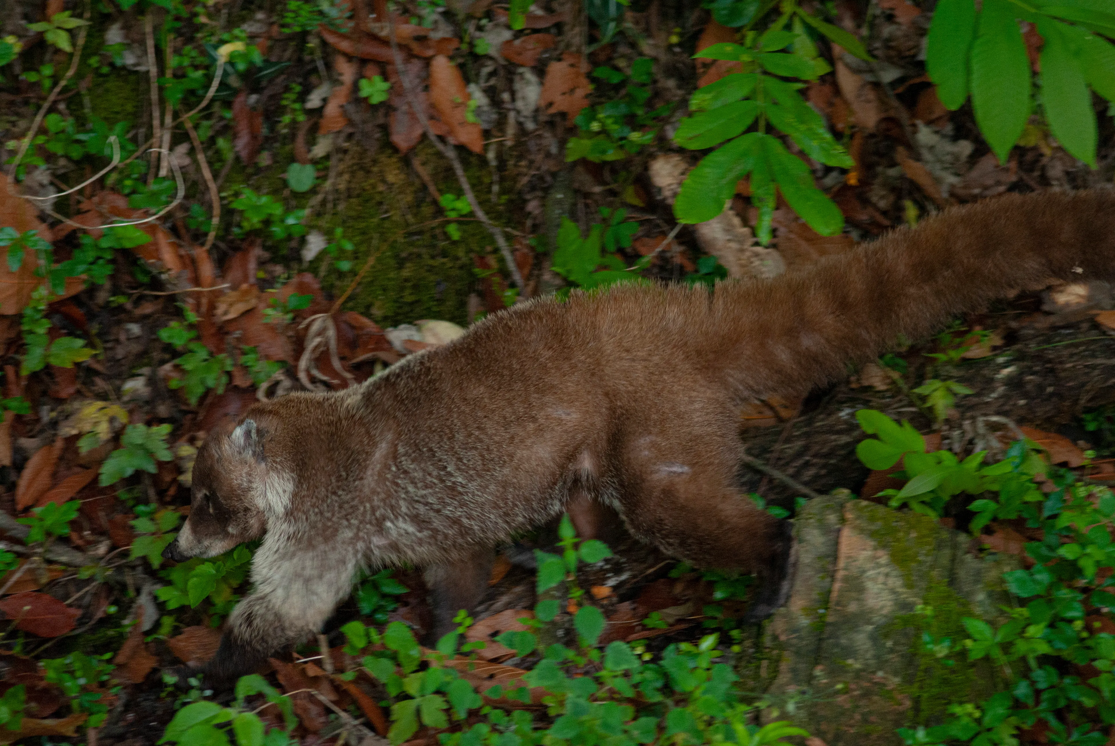 Coatí entre la vegetación