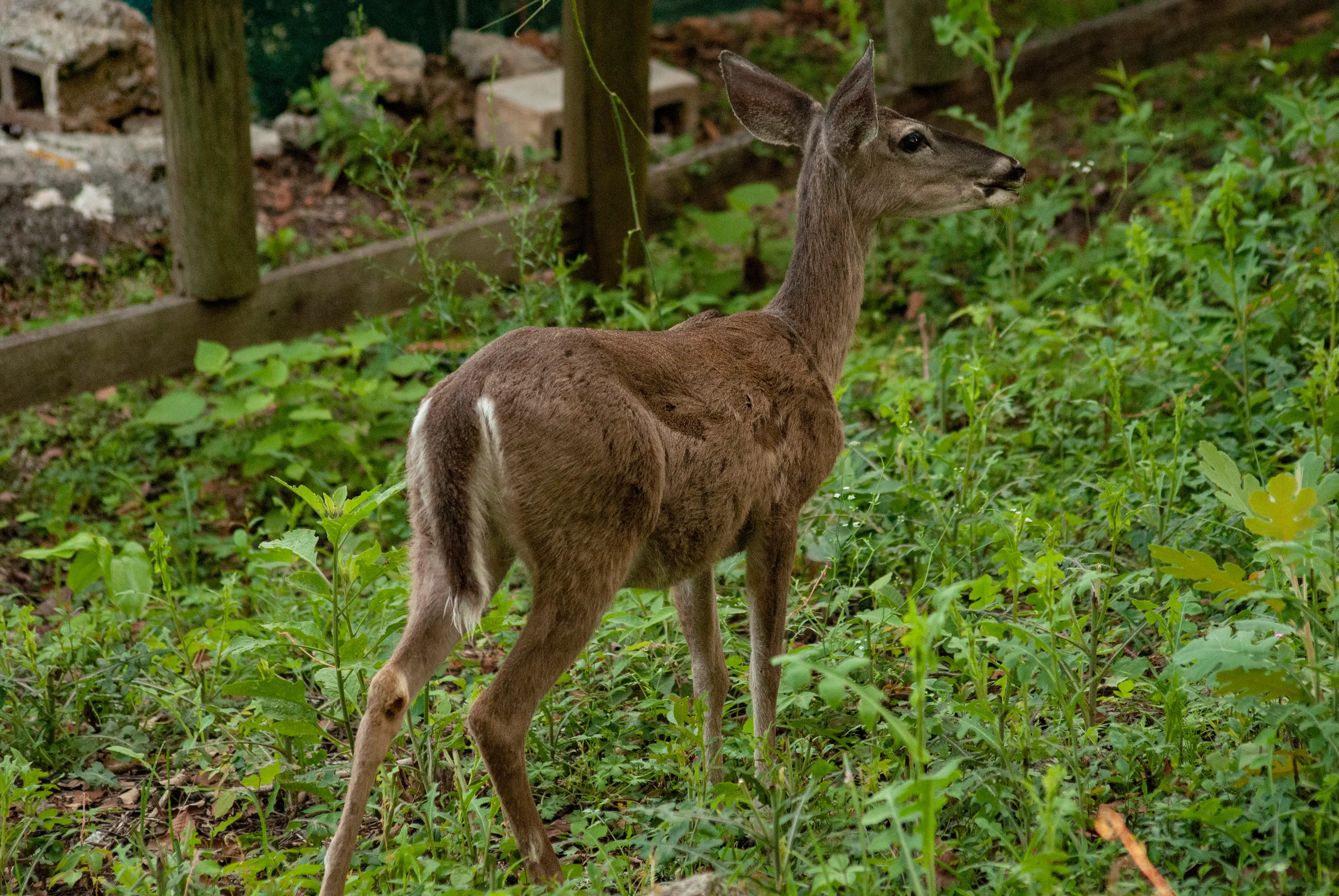 Venado de cola blanca entre los árboles