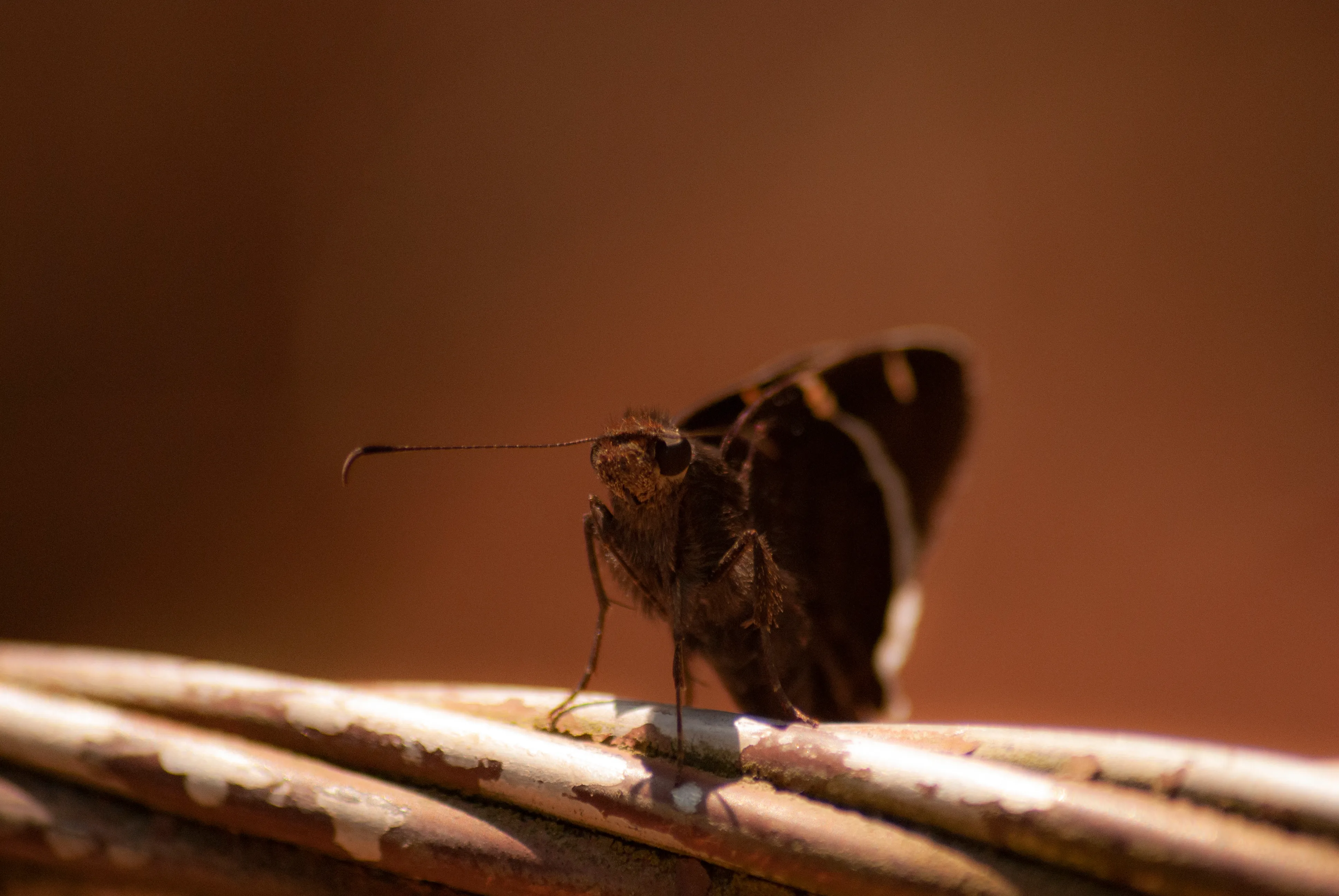 Mariposa saltarina posada