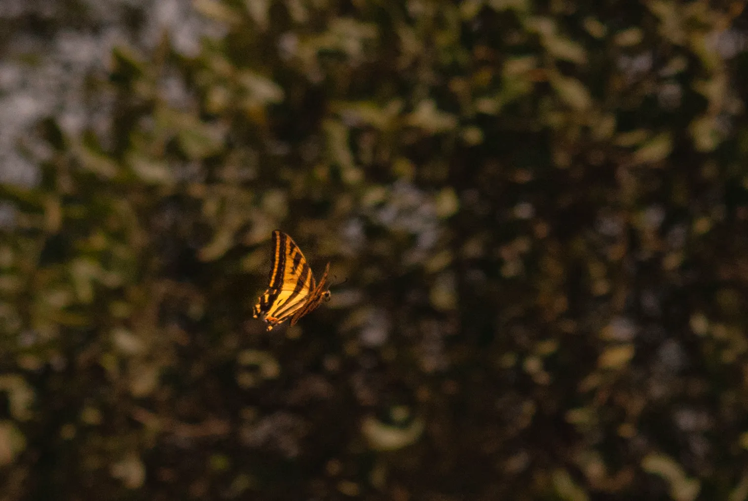 Cometa tigre de tres colas sobre una flor
