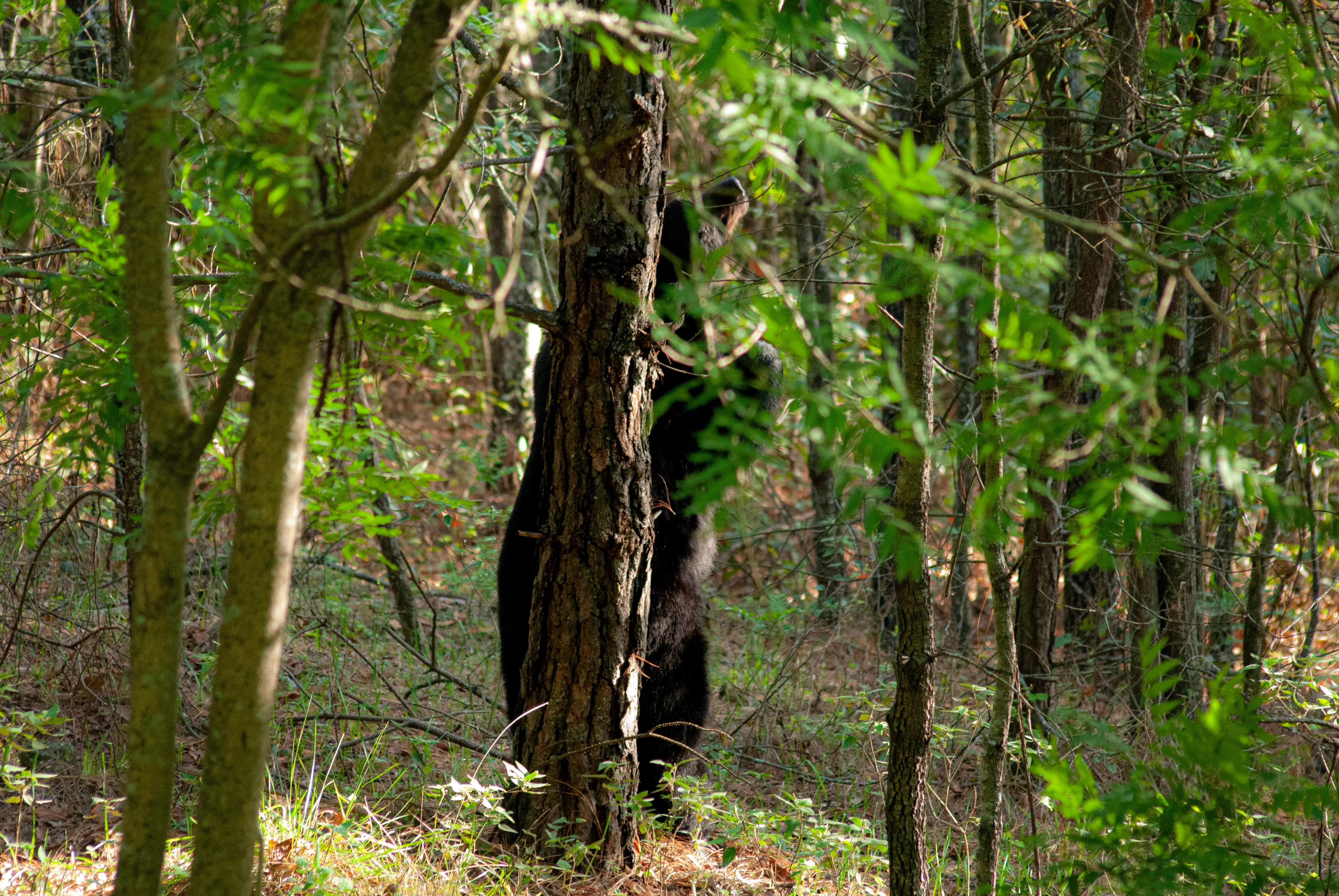 Oso negro en la ladera del bosque