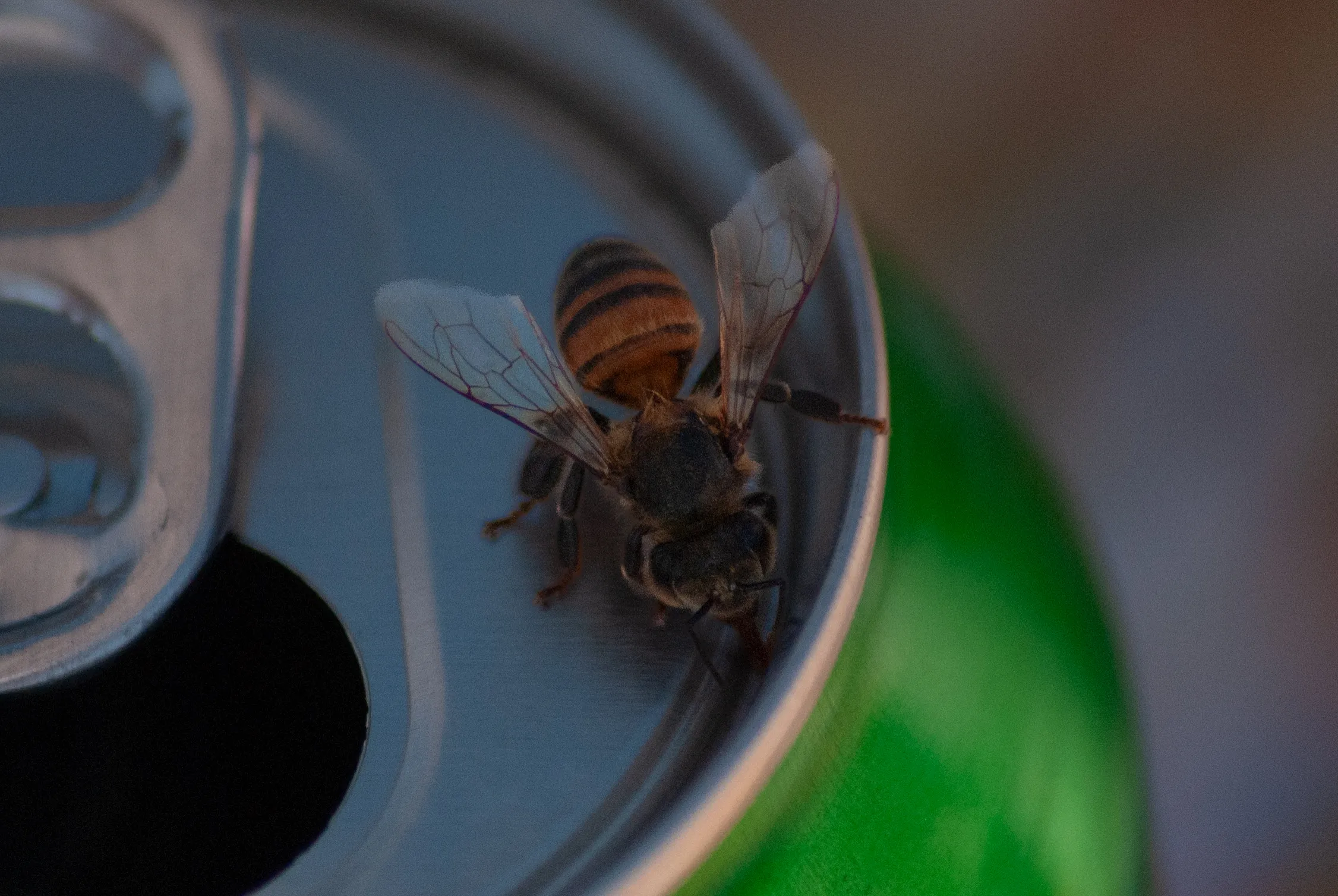 Abeja melífera europea sobre una flor