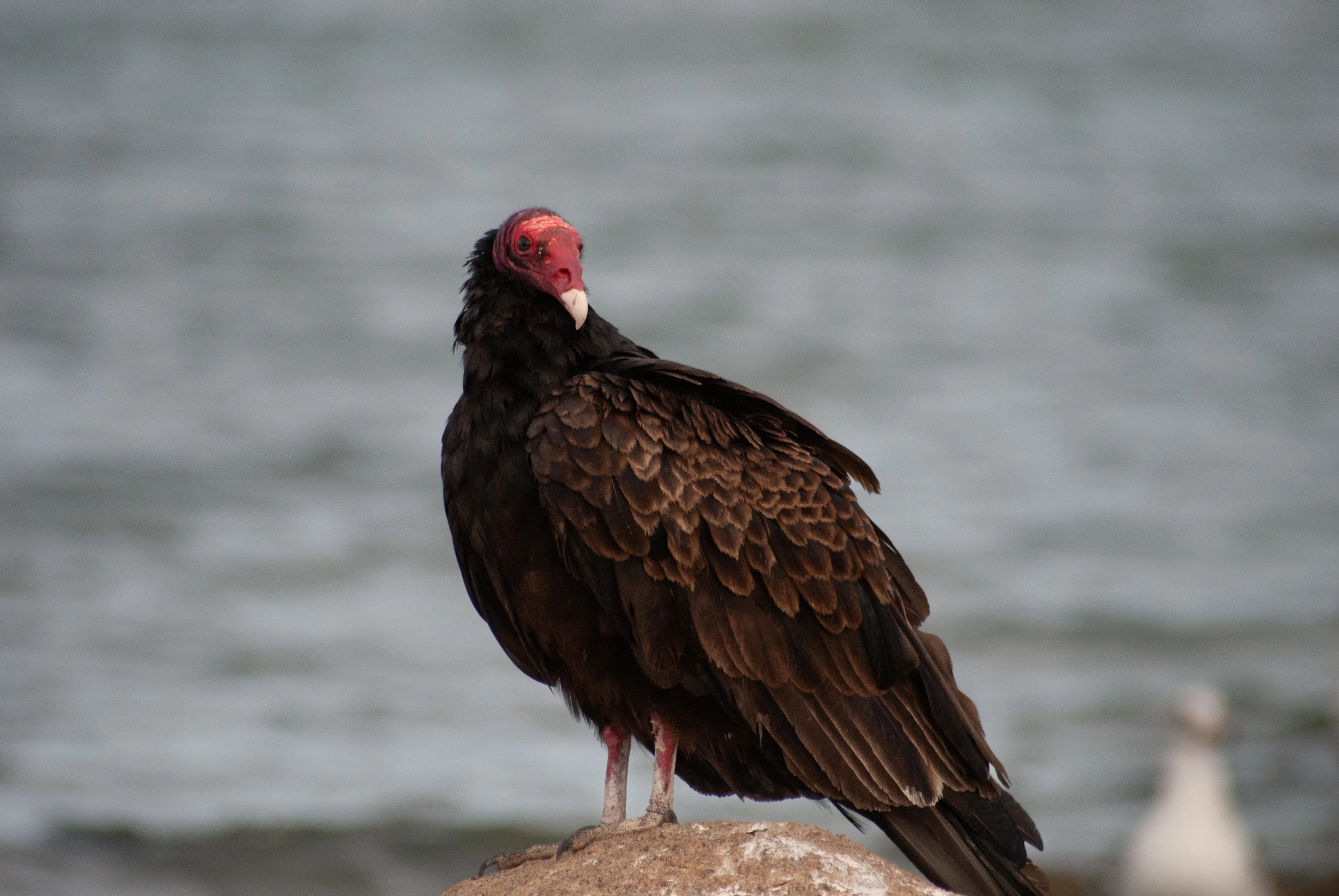 Aura gallipavo en vuelo