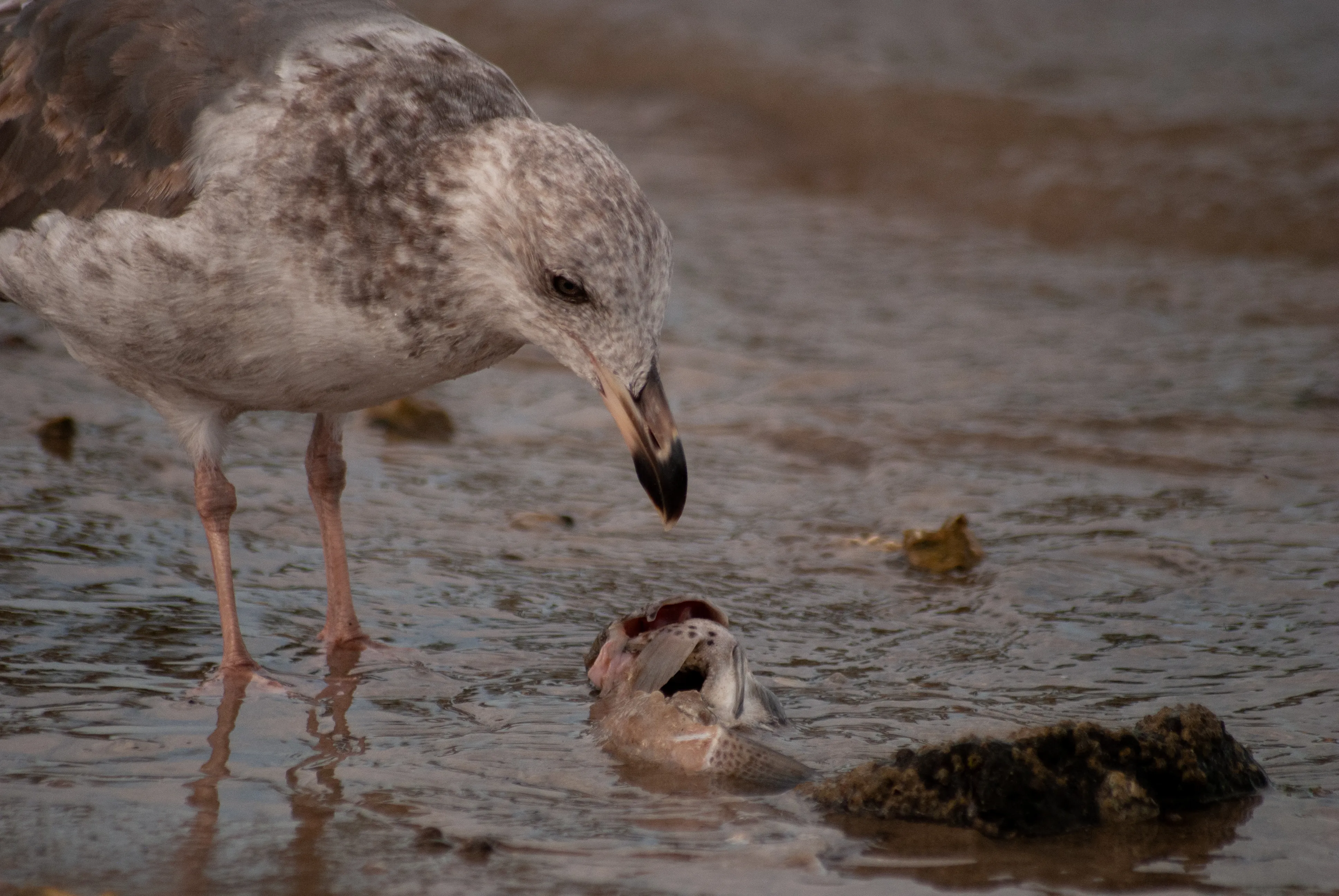 Gaviota de Cortés junto al mar