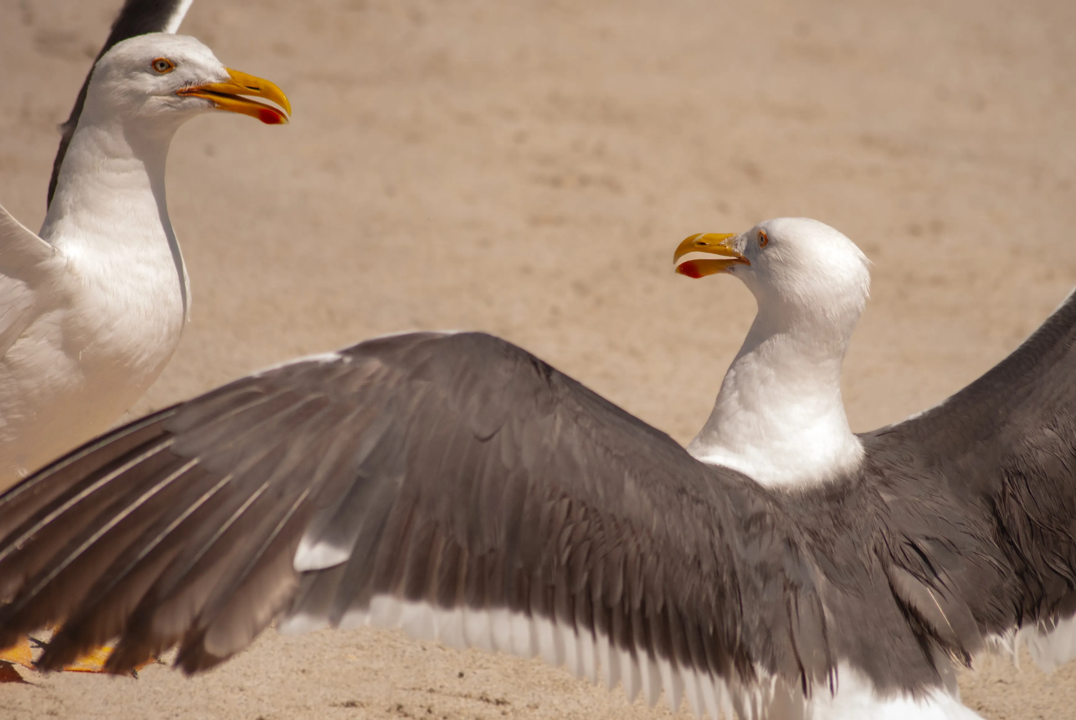 Gaviota de Cortés sobre las rocas