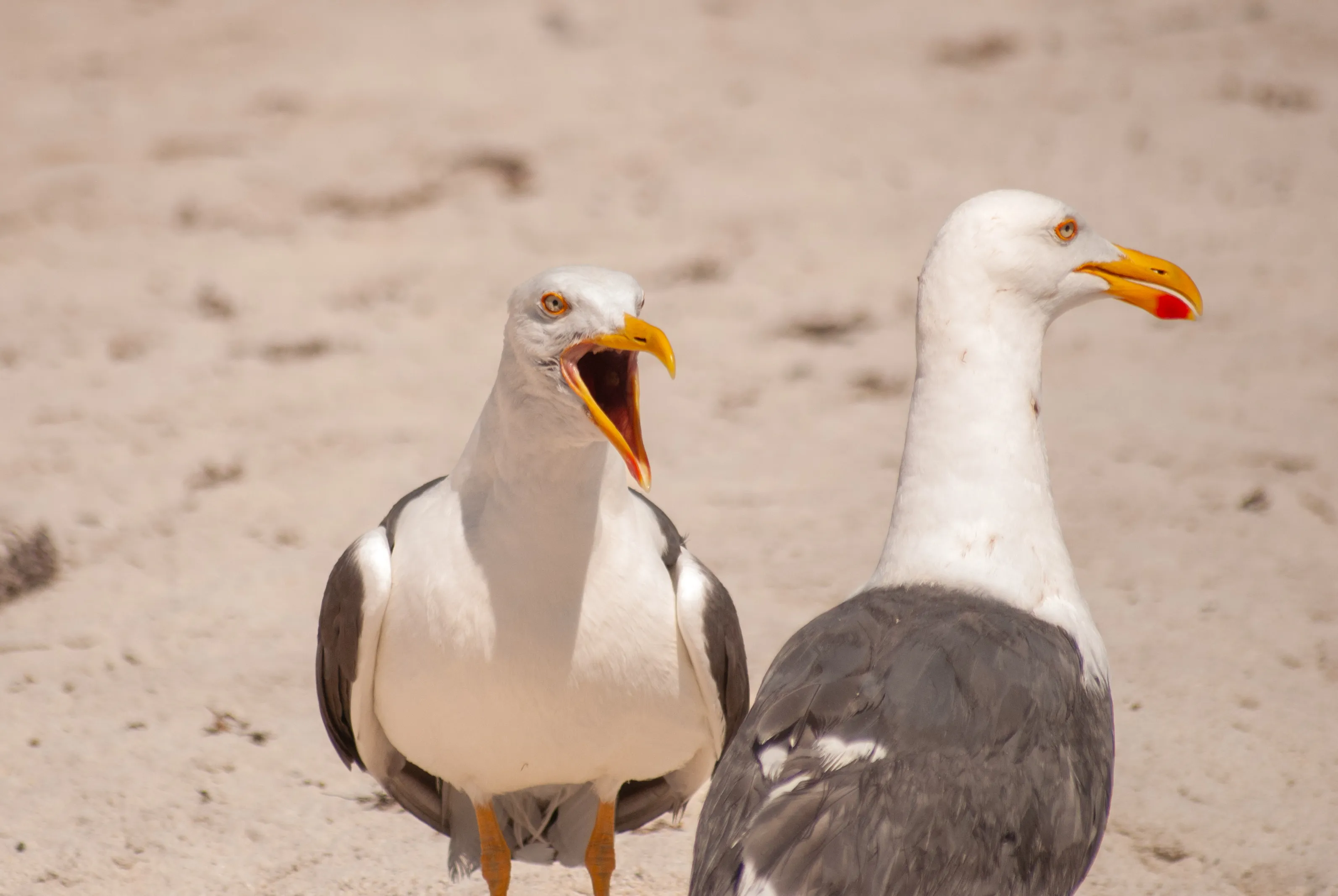 Gaviota de Cortés en vuelo