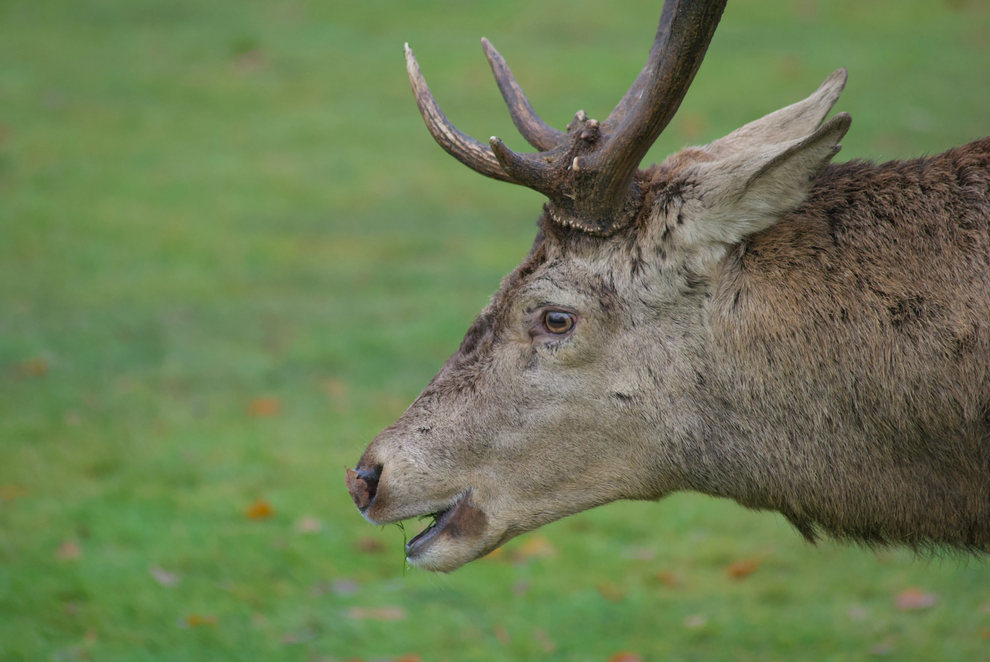 Ciervo común en Wollaton Park