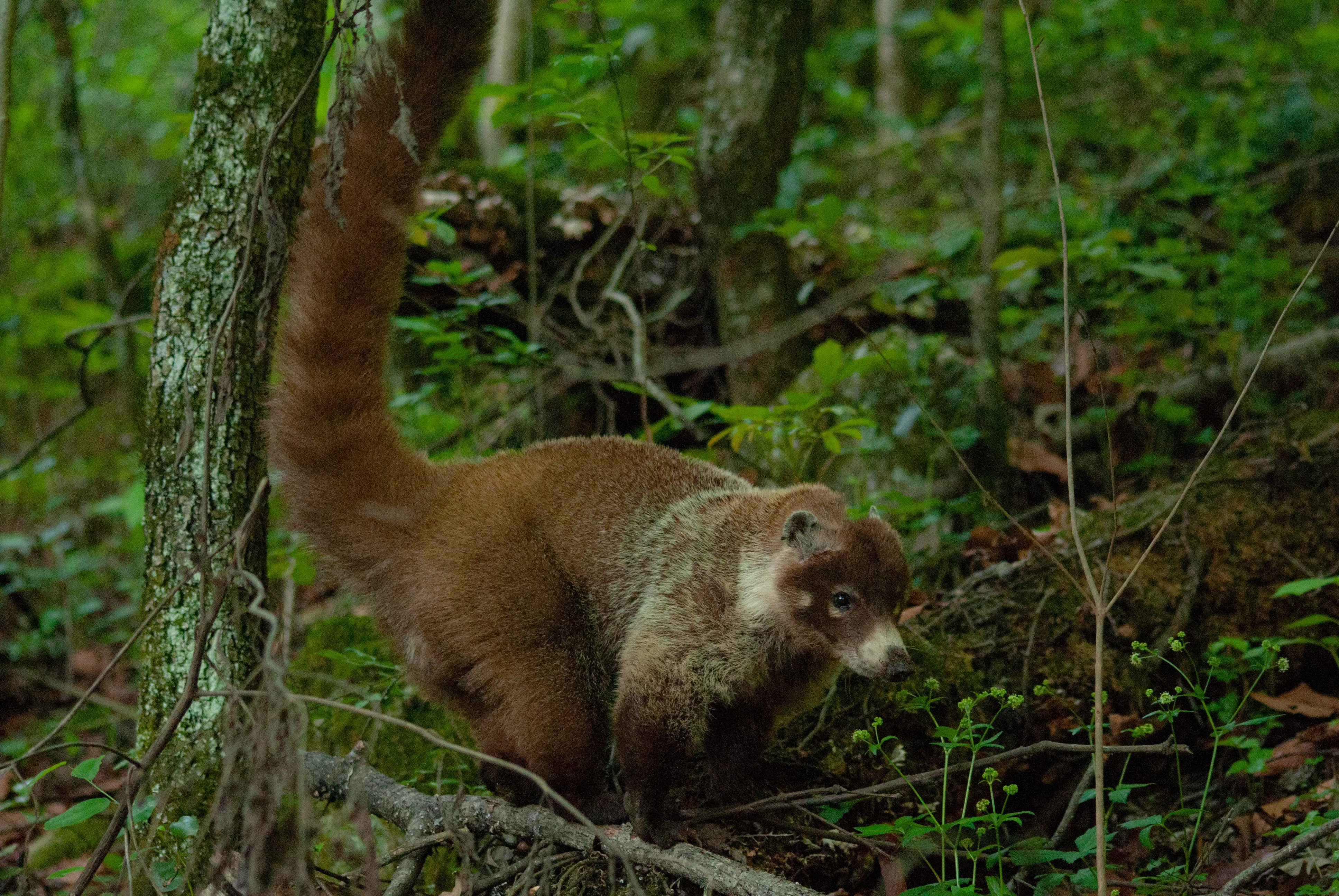 Coatí de nariz blanca entre la vegetación del bosque de Chipinque